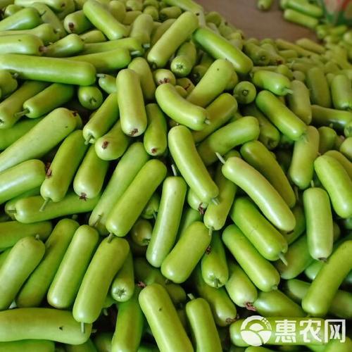 湛江农家新鲜瓠瓜 现摘批发的优质蔬菜之选