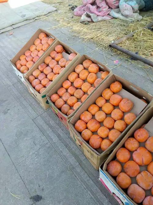 车站北一百米，新鲜蔬果批发聚集地