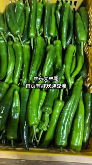 佛山顺德大沥广州蔬菜批发 新鲜农产品的珠三角枢纽