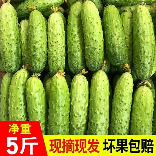 山东现摘水果黄瓜 脆嫩清甜，孕妇可生吃的整箱批发健康新选择